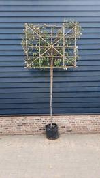 Olijfwilg (Elaeagnus ebbingei) ❗️🌿Leiboom🌿❗️, Ophalen