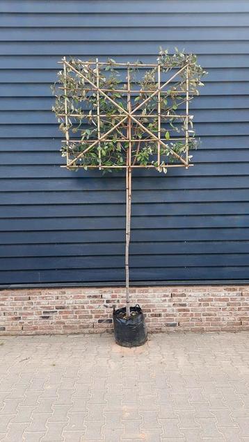 Olijfwilg (Elaeagnus ebbingei) ❗️🌿Leiboom🌿❗️ beschikbaar voor biedingen