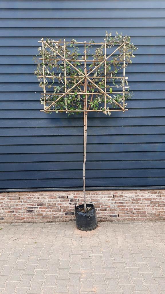 Olijfwilg (Elaeagnus ebbingei) ❗️🌿Leiboom🌿❗️, Tuin en Terras, Planten | Bomen, Ophalen