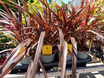 Cordyline beschikbaar voor biedingen