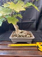 Acer platanoides bonsai, Tuin en Terras, Ophalen, Bloeit niet, Halfschaduw, Overige soorten