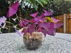 Oxalis (klaverzuring) in glazen theekopje, Bloeiende kamerplant, Ophalen, Overige soorten, Minder dan 100 cm