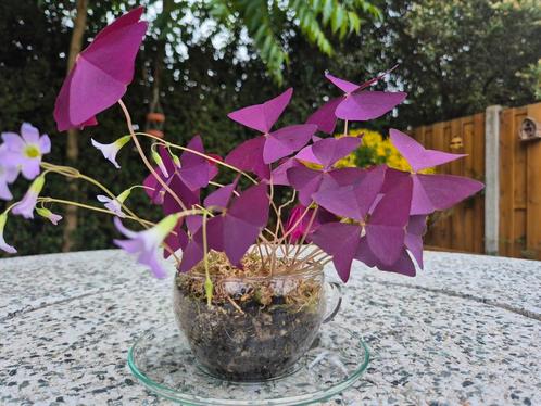 Oxalis (klaverzuring) in glazen theekopje, Huis en Inrichting, Kamerplanten, Overige soorten, Minder dan 100 cm, Bloeiende kamerplant