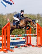 Knappe allround merrie, Dieren en Toebehoren, Paarden, Merrie, Gechipt, Dressuurpaard, L