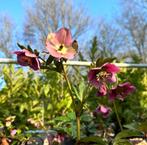 Helleborus orientalis, Vaste plant, Halfschaduw, Winter, Ophalen