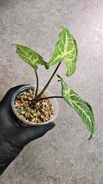 Syngonium Batik (Variegata) #3, Ophalen of Verzenden, Overige soorten, Minder dan 100 cm