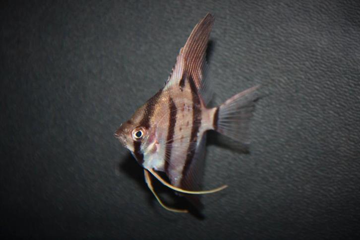 Nieuw binnen!!! maanvis Rio nanay!!!, Dieren en Toebehoren, Vissen | Aquariumvissen, Zoetwatervis, Vis