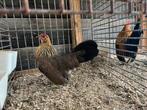 Hollandse krieltjes, Dieren en Toebehoren, Pluimvee, Kip