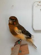 Harlekijn kanarie, Mannelijk, Kleurkanarie