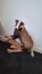 Opgezette Das op Houten Ondergrond, perfecte staat., Verzamelen, Dierenverzamelingen, Ophalen, Zo goed als nieuw, Vogel, Opgezet dier