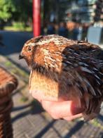 Japanse kwartel, Dieren en Toebehoren, Mannelijk, Overige soorten