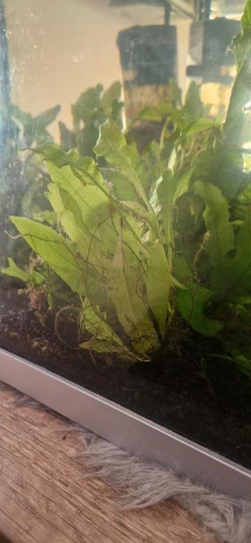 Aquarium planten  beschikbaar voor biedingen