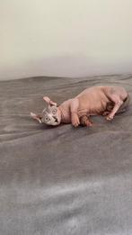 Sphynx , Bambino, Dwelf , Sphinx , gecastreerd, Poes, Kortharig, 0 tot 2 jaar