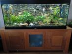 Juwel aquarium 450L complete set, Dieren en Toebehoren, Vissen | Aquaria en Toebehoren, Ophalen, Zo goed als nieuw, Gevuld zoetwateraquarium