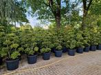 Ilex bonsai tuinbonsai op=op, Ophalen, Overige soorten, Halfschaduw