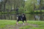 Te koop jong dwerg bokje, Dieren en Toebehoren, Schapen, Geiten en Varkens, Mannelijk, Geit