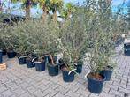 Meerstammige kurkeik - Quercus suber struik 100/120 cm, 100 tot 250 cm, Zomer, Volle zon, In pot