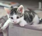 Kittens, Dieren en Toebehoren, Augustus, Mannelijk