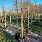 Bomenopruiming van fruitbomen, laanbomen, struiken, leibomen, Tuin en Terras, Planten | Bomen, Ophalen, Volle zon, Overige soorten