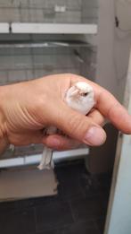 Mayoor putter eaglehead pop, Dieren en Toebehoren, Vogels | Overige Vogels, Vrouwelijk, Wildzangvogel