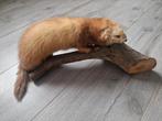Bunzing opgezet wild geprepareerd op boomtak, Ophalen of Verzenden, Zo goed als nieuw, Wild dier, Opgezet dier