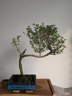 Serissa Foetida Bonsai, Tuin en Terras, Planten | Bomen, Ophalen of Verzenden, Bloeit niet, Overige soorten, Minder dan 100 cm