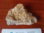 Natuursteen Loudun meerdere fragmenten fossielen, ammoniet, Verzamelen, Mineralen en Fossielen, Ophalen of Verzenden, Fossiel