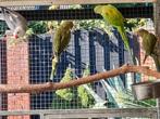 Halsband parkieten, Dieren en Toebehoren, Vogels | Parkieten en Papegaaien, Meerdere dieren, Parkiet