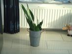 sansevieria in metalen emmer, Huis en Inrichting, Kamerplanten, Ophalen, Overige soorten, In pot, Minder dan 100 cm