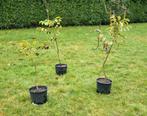 Verschillende walnotenboompjes in pot of zelf uitgraven, Tuin en Terras, Planten | Bomen, Overige soorten, 100 tot 250 cm, Zomer