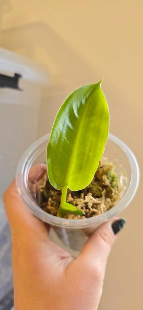 Philodendron Jose buono, Huis en Inrichting, Kamerplanten, Overige soorten, Minder dan 100 cm, Ophalen of Verzenden