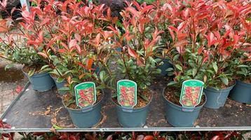 Photinia ‘carre rouge’ geschikt als haag (groenblijvend) beschikbaar voor biedingen