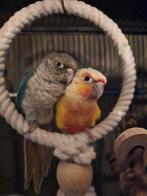 Liefdevol huis gezocht voor mooi koppel Pyrrhura's, Meerdere dieren, Parkiet