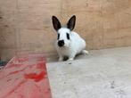 Jongen konijnen, Dieren en Toebehoren, Konijnen, Meerdere dieren