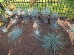 sier/gras/grijs/€1/p/plant/tuin/bloempotten/bloembakken, Ophalen, Zomer, Volle zon