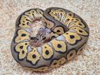 Python regius pastel clown vrouw, Dieren en Toebehoren, Slang, 0 tot 2 jaar
