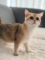Britse Korthaar Golden( fokker katten) met stamboom, Poes, Gechipt, 0 tot 2 jaar