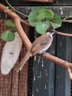 ROODOOR BUULBUUL MAN 2025, Dieren en Toebehoren, Vogels | Overige Vogels, Mannelijk, Tropenvogel, Geringd