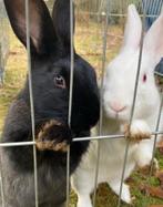 Deze lieve konijnen zoeken een nieuw thuis, Mannelijk, Middelgroot, 0 tot 2 jaar