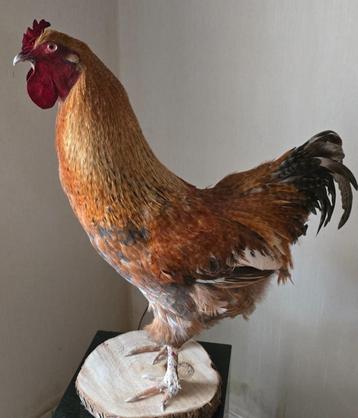 opgezette vogels en dieren: nieuw beschikbaar voor biedingen