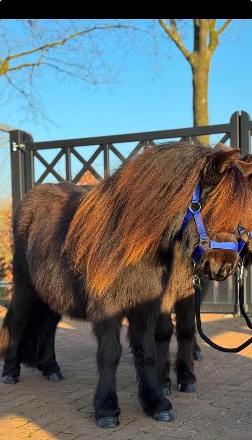 🐴🐴Twee prachtige stamboekmerries!!🐴🐴, Dieren en Toebehoren, Pony's, Merrie, Onbeleerd, A pony (tot 1.17m), Recreatiepony, Met stamboom