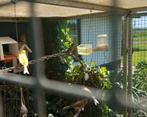 Koppel mexicaanse roodmussen, Meerdere dieren, Tropenvogel
