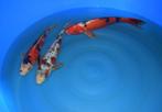 Sanke 36-38 cm Nisai, Karper of Koi