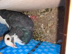 Duiven, Dieren en Toebehoren, Vogels | Duiven, Meerdere dieren, Overige soorten
