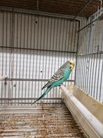 Te koop grasparkiet pop, Dieren en Toebehoren, Vogels | Parkieten en Papegaaien, Meerdere dieren, Parkiet