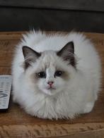 Zeer mooi ragdoll (fok) poesje met stamboom!!, Dieren en Toebehoren, Katten en Kittens | Raskatten | Langhaar, Kater, Gechipt