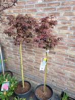 Acer palm. Shaina 90 cm stamhoogte., Ophalen, Bloeit niet, Overige soorten, Halfschaduw