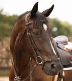 Mooi Dyon hoofdstel maat FULL, Dieren en Toebehoren, Paarden en Pony's | Hoofdstellen en Tuigage, Ophalen of Verzenden, Gebruikt