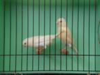 div, zangkanarie,s, Dieren en Toebehoren, Vogels | Kanaries, Meerdere dieren, Zangkanarie