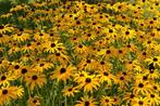 Bio zaden Gele zonnehoed - Rudbeckia fulgida 'Goldsturm', Verzenden, Voorjaar, Volle zon, Zaad
